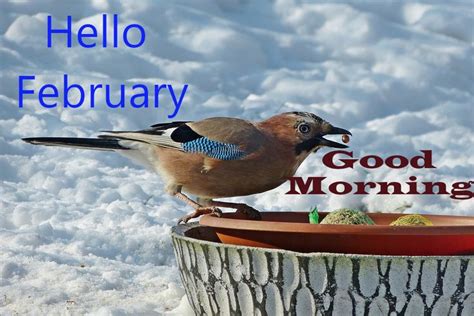 Top 10 Good Morning Hello February Images Greeting Pictures Photos For