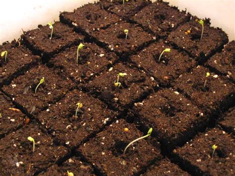 How To Start Seeds Indoors The Easiest Way