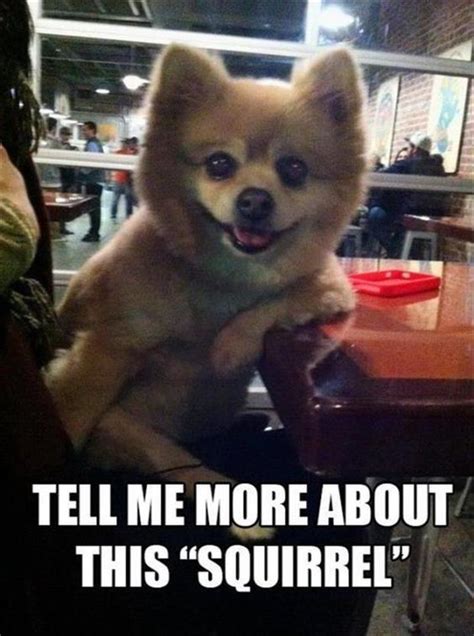 20 Best Pomeranian Memes Of All Time Page 3 The Paws