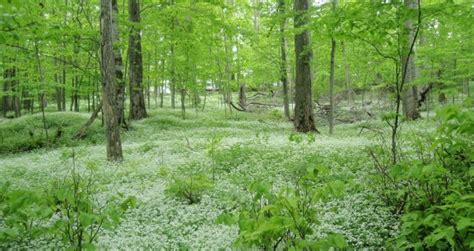 Sweet woodruff is a native plant to northern and central europe, north africa, siberia and also sweet woodruff has many culinary uses (mainly in germany). Invasive Species: Keeping Up the Fight! - The Leelanau ...