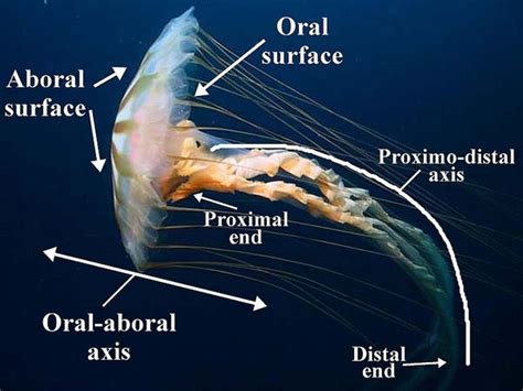 True Jellyfish Natureglos Escience Invertebrates Virtual Library