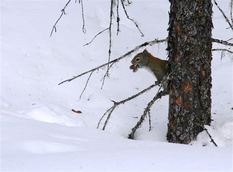 Animals Move Atop And Beneath Snow Naturally North Idaho