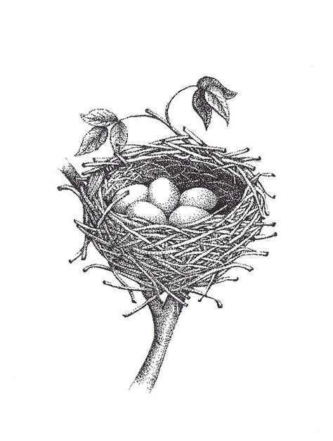 Nest Drawing Bird Nest By Christy Beckwith Bird Drawings Bird Nest