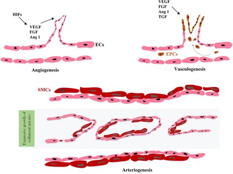 The Processes Of Angiogenesis Vasculogenesis And Arteriogenesis In Download Scientific