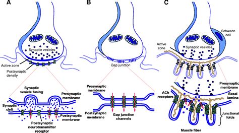 The Developing Synapse Construction And Modulation Of Synaptic