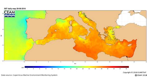 el mar como una sopa la preocupante temperatura del agua en el mediterráneo