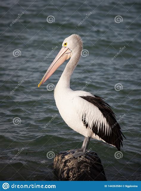 Australian Pelican Pelecanus Conspicillatus On The Stone Australia