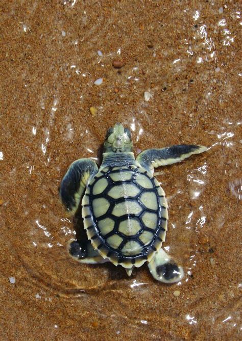 Baby Sea Turtle Turtle Sea Turtle Baby Sea Turtle