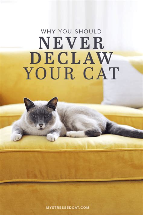 Stress and anxiety are universal triggers for litter box avoidance. Cost To Declaw A Cat - Pets Ideas