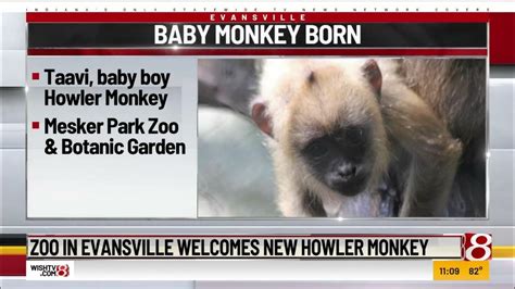 Zoo In Evansville Welcomes New Howler Monkey Youtube