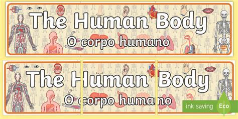 The Human Body Display Banner Englishportuguese Twinkl