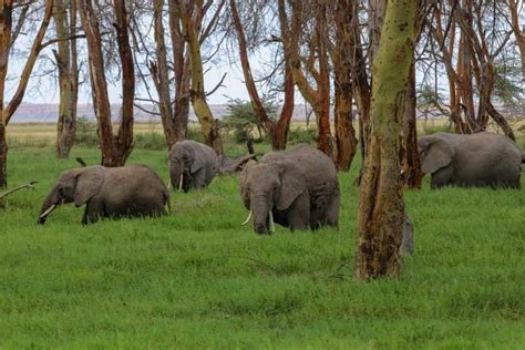 De Nairobi Viagem De Um Dia Ao Parque Nacional Amboseli Getyourguide