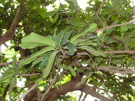 Manilkara Hexandra Eflora Of India