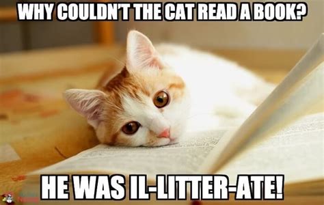 115 Hilarious Cat Puns Jokes That Are Purr Fectly Funny