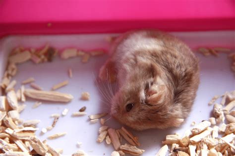 What To Do When Your Hamster Dies 9 Steps