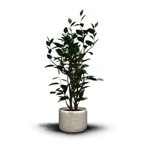 House plant - Design and Decorate Your Room in 3D png image