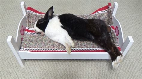 Rabbit Sleeping On Tiny Bed Youtube