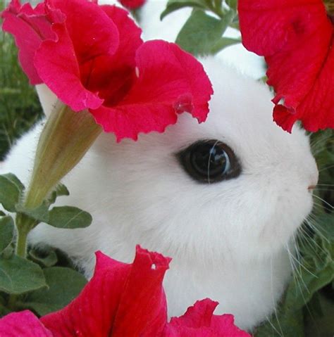 Image Detail For Follow The Piper Dwarf Hotot Rabbits Beautiful