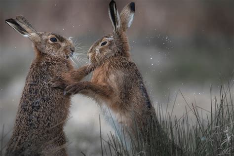 Mad March Hares Why Do They Box And Best Places To See Them In The Uk