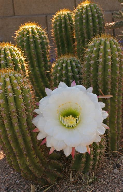 Night Blooming Cereus Big Leap Right Timing