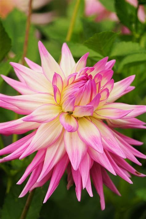 Beautiful Dahlia Flower Stock Photo Image Of Foliage 158954492