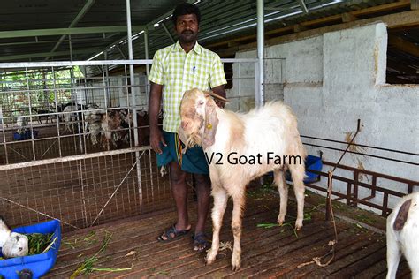 Goats are social and happier in pairs. Our Services - V2 Goat Farm