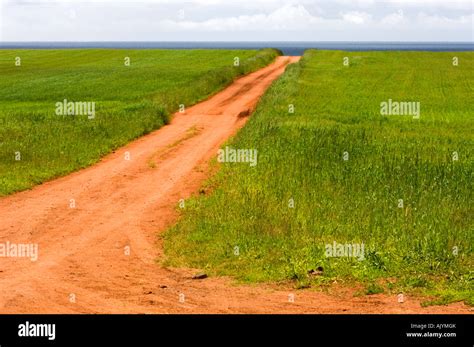 Red Dirt Road And Barley Fields Kingsboro Pepei Prince Edward Island