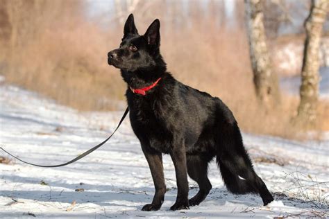Black German Shepherd Are Black Gsds Really Aggressive