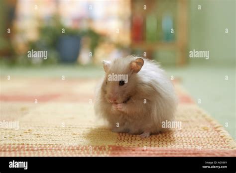 Golden Hamster Standing Stock Photo Alamy