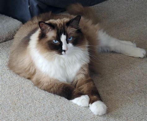 If you're looking to get a cat, it's only natural that you want to understand that certain breed's personality traits in. Goodinfo: Flame Point Ragdoll Temperament
