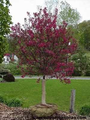Trees infected with this disease show a decline in vigor and growth and may have yellowish we had the same problem couple of years ago. Coralburst Flowering Crabapple - Wilson Nurseries