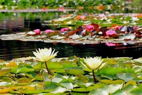 10 Stunning Tropical Pond Plants Water Garden Advice