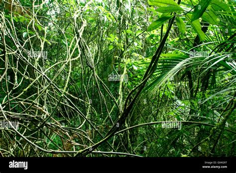 Vines And Leaves In Tropical Jungle Stock Photo Alamy