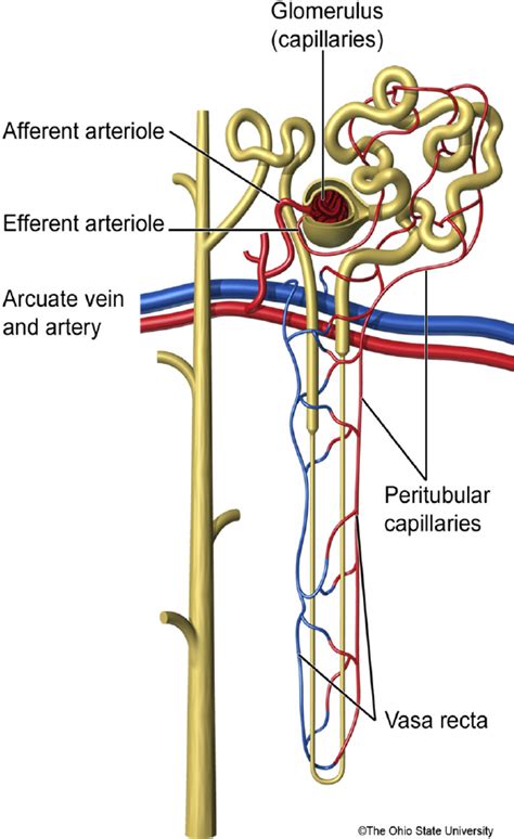 Representation Of The Renal Blood Supply Renal Arteries From The