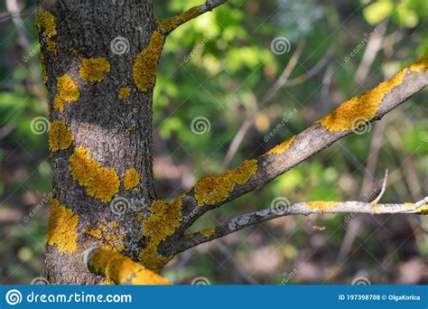 Yellow Crustose Lichen On A Tree Trunk Close Up Fruit Tree Bark