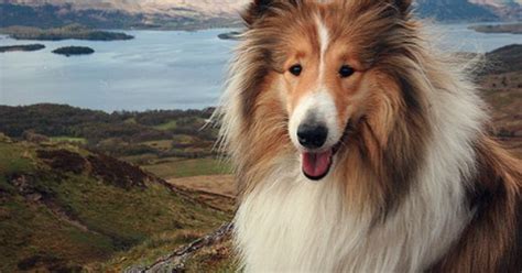 The Rough Collie Aka Lassie Bigger Than The Shetland Sheepdog