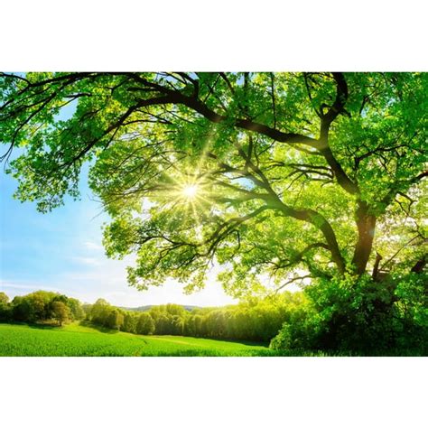 Sun Shining Through Majestic Oak Tree Forest Landscape Photo Cool Wall