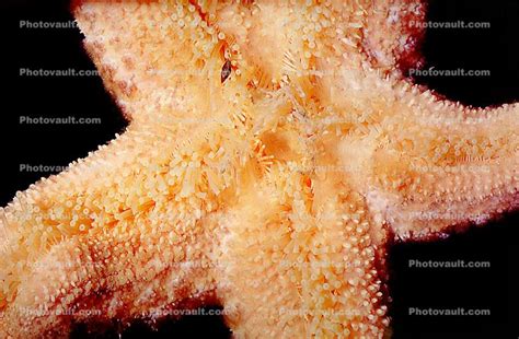 Pink Sea Star Pisaster Brevispinus Asteroidea Forcipulatida