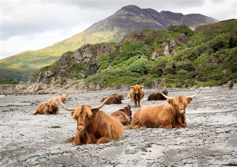 Highland Cattle Laggan Sands Isle Of Mull Photograph By Gerry
