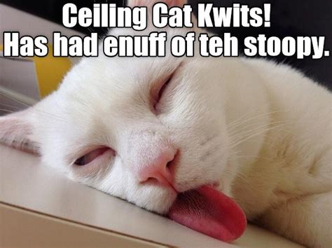 Cant Take Teh Stoopy Enny Moar Lolcats Lol Cat Memes Funny