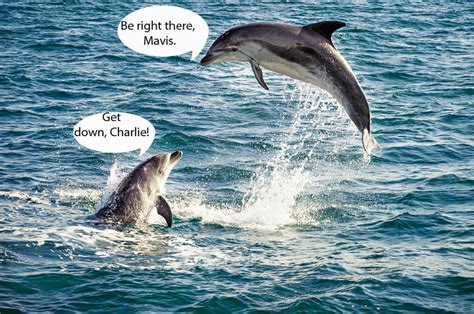 Dolphins Speak To Each Other By Name Daily Star