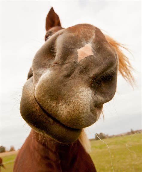 Smiley Horse Photograph By Paulina Szajek