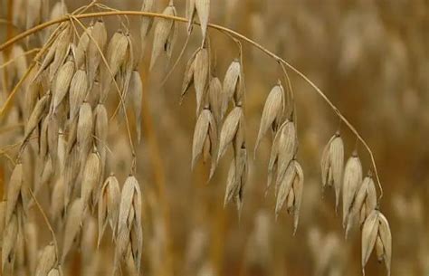 Oat Straw Herb Uses Side Effects And Benefits