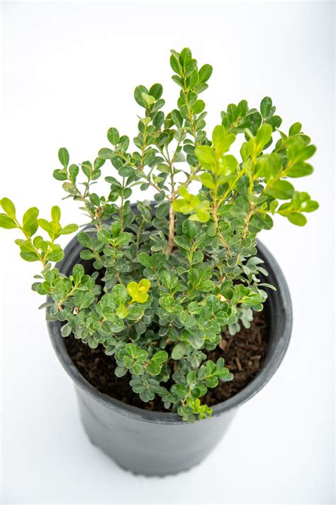 Buxus Japonica Japanese Boxwood 1 Gallon Plant Happy Valley Plants