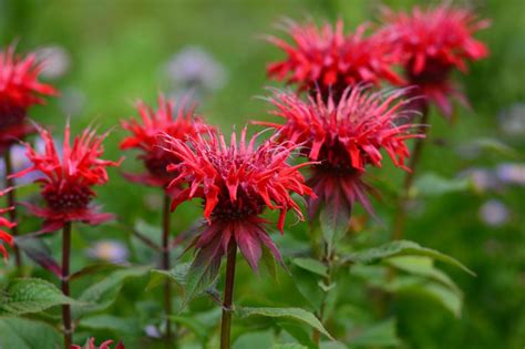 Live Plant Scarlet Bee Balm Monarda Didyma In 2020 Plants Powdery