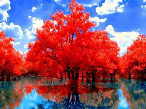 Red Autumn Trees With Reflection On Lake During Daytime Under Cloudy