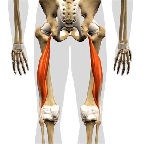 Biceps Femoris Stock Photos Pictures And Royalty Free Images Istock