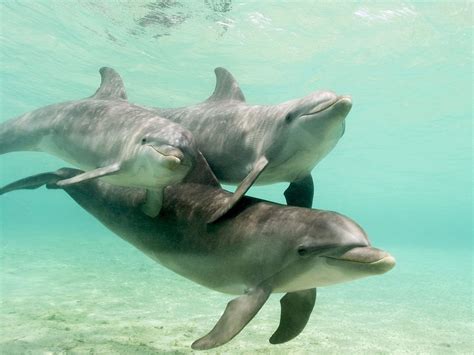 Bottlenose Dolphins In Caribbean Sea Pics And Wallpaper Free Download
