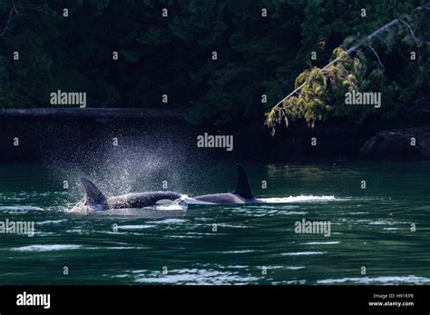 Two Female Killer Whales Orca Close To The Shore Of A Coastal Forest