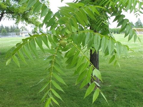 The World´s Tree Species Eastern Black Walnut Juglans Nigra